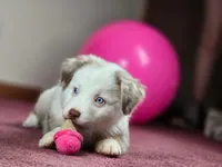 💖 Milo - Blue Eyes AKC, a male Australian Shepherd for sale in Jacksonville, FL – Photo 8 of 10