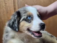 Moon River 💖 Blue Eyes ⭐ AKC, a male Australian Shepherd for sale in Jacksonville, FL – Photo 3 of 8