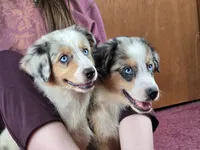 Moon River 💖 Blue Eyes ⭐ AKC, a male Australian Shepherd for sale in Jacksonville, FL – Photo 5 of 8