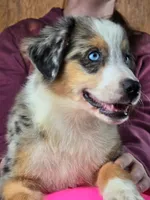 Moon River 💖 Blue Eyes ⭐ AKC, a male Australian Shepherd for sale in Jacksonville, FL – Photo 2 of 8