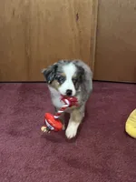 Moon River 💖 Blue Eyes ⭐ AKC, a male Australian Shepherd for sale in Jacksonville, FL – Photo 8 of 8