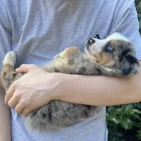 Moon River 💖 Blue Eyes ⭐ AKC, a male Australian Shepherd for sale in Jacksonville, FL – Photo 6 of 8