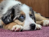 Moon River 💖 Blue Eyes ⭐ AKC, a male Australian Shepherd for sale in Jacksonville, FL – Photo 4 of 8