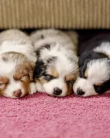 Jelly 💖 AKC Blue-Eyed Tri-Color ⭐️, a male Australian Shepherd for sale in Jacksonville, FL – 7 of 7