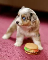 BlueBoy 💖 AKC Blue-Eyed, Blue Merle Tri-Color ⭐️, a male Australian Shepherd for sale in Jacksonville, FL – 2 of 5