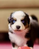 Jelly 💖 AKC Blue-Eyed Tri-Color ⭐️, a male Australian Shepherd for sale in Jacksonville, FL – 6 of 7