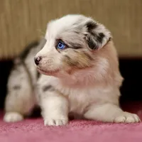 Snow 💖 AKC Blue-Eyed, Blue Merle Tri-Color ⭐️, a female Australian Shepherd for sale in Jacksonville, FL – 3 of 5