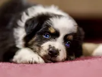 Freckles 💖 AKC Blue-Eyed Tri-Color ⭐️, a female Australian Shepherd for sale in Jacksonville, FL – 3 of 3