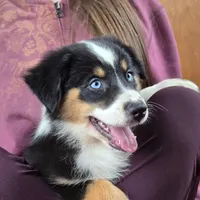 Sapphire 💖 Blue Eyes ⭐ AKC, a female Australian Shepherd for sale in Jacksonville, FL – Photo 2 of 10