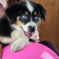 Sapphire 💖 Blue Eyes ⭐ AKC, a female Australian Shepherd for sale in Jacksonville, FL – Photo 7 of 10