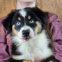 Sapphire 💖 Blue Eyes ⭐ AKC, a female Australian Shepherd for sale in Jacksonville, FL – Photo 4 of 10