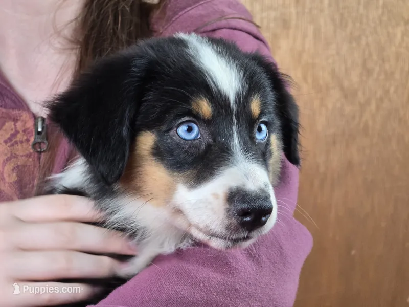 Sapphire 💖 Blue Eyes ⭐ AKC