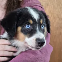 Sapphire 💖 Blue Eyes ⭐ AKC, a female Australian Shepherd for sale in Jacksonville, FL – Photo 1 of 10