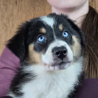 Sapphire 💖 Blue Eyes ⭐ AKC, a female Australian Shepherd for sale in Jacksonville, FL – Photo 5 of 10