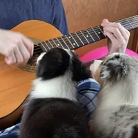 Sapphire 💖 Blue Eyes ⭐ AKC, a female Australian Shepherd for sale in Jacksonville, FL – Photo 10 of 10