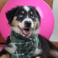 Sapphire 💖 Blue Eyes ⭐ AKC, a female Australian Shepherd for sale in Jacksonville, FL – Photo 8 of 10