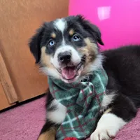 Sapphire 💖 Blue Eyes ⭐ AKC, a female Australian Shepherd for sale in Jacksonville, FL – Photo 9 of 10
