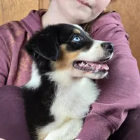 Sapphire 💖 Blue Eyes ⭐ AKC, a female Australian Shepherd for sale in Jacksonville, FL – Photo 3 of 10