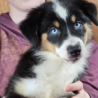 Sapphire 💖 Blue Eyes ⭐ AKC, a female Australian Shepherd for sale in Jacksonville, FL – Photo 6 of 10