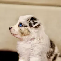Snow 💖 AKC Blue-Eyed, Blue Merle Tri-Color ⭐️, a female Australian Shepherd for sale in Jacksonville, FL – 5 of 5