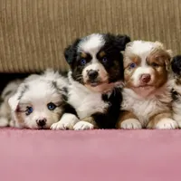 Snow 💖 AKC Blue-Eyed, Blue Merle Tri-Color ⭐️, a female Australian Shepherd for sale in Jacksonville, FL – 4 of 5