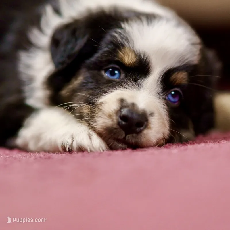 Freckles 💖 AKC Blue-Eyed Tri-Color ⭐️ – Australian Shepherd puppy for sale in Jacksonville, FL