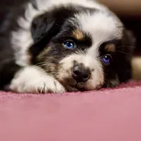 Freckles 💖 AKC Blue-Eyed Tri-Color ⭐️, a female Australian Shepherd for sale in Jacksonville, FL – 1 of 3