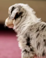 BlueBoy 💖 AKC Blue-Eyed, Blue Merle Tri-Color ⭐️, a male Australian Shepherd for sale in Jacksonville, FL – 4 of 5