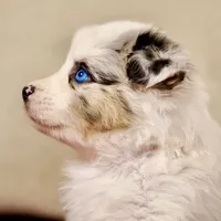 Snow 💖 AKC Blue-Eyed, Blue Merle Tri-Color ⭐️, a female Australian Shepherd for sale in Jacksonville, FL – 1 of 5
