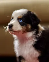 Jelly 💖 AKC Blue-Eyed Tri-Color ⭐️, a male Australian Shepherd for sale in Jacksonville, FL – 1 of 7