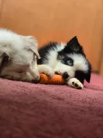💖 Panda - AKC Champion Lines, a female Australian Shepherd for sale in Jacksonville, FL – Photo 4 of 7