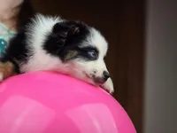 💖 Panda - AKC Champion Lines, a female Australian Shepherd for sale in Jacksonville, FL – Photo 3 of 7