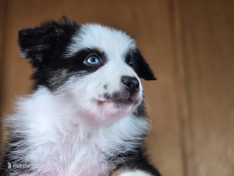 💖 Panda - AKC Champion Lines