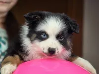 💖 Panda - AKC Champion Lines, a female Australian Shepherd for sale in Jacksonville, FL – Photo 6 of 7