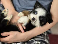 💖 Panda - AKC Champion Lines, a female Australian Shepherd for sale in Jacksonville, FL – Photo 2 of 7