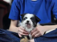 💖 Panda - AKC Champion Lines, a female Australian Shepherd for sale in Jacksonville, FL – Photo 7 of 7