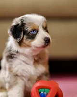 BlueBoy 💖 AKC Blue-Eyed, Blue Merle Tri-Color ⭐️, a male Australian Shepherd for sale in Jacksonville, FL – 5 of 5