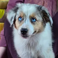 Angel 💖 Blue Eyes ⭐ AKC, a female Australian Shepherd for sale in Jacksonville, FL – Photo 4 of 10