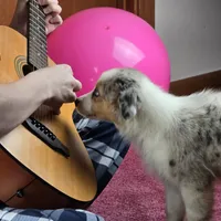 Angel 💖 Blue Eyes ⭐ AKC, a female Australian Shepherd for sale in Jacksonville, FL – Photo 6 of 10