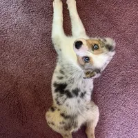 Angel 💖 Blue Eyes ⭐ AKC, a female Australian Shepherd for sale in Jacksonville, FL – Photo 10 of 10