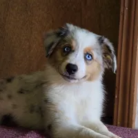 Angel 💖 Blue Eyes ⭐ AKC, a female Australian Shepherd for sale in Jacksonville, FL – Photo 3 of 10