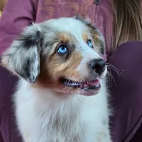 Angel 💖 Blue Eyes ⭐ AKC, a female Australian Shepherd for sale in Jacksonville, FL – Photo 2 of 10