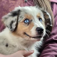 Angel 💖 Blue Eyes ⭐ AKC, a female Australian Shepherd for sale in Jacksonville, FL – Photo 5 of 10