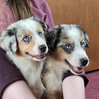 Angel 💖 Blue Eyes ⭐ AKC, a female Australian Shepherd for sale in Jacksonville, FL – Photo 9 of 10