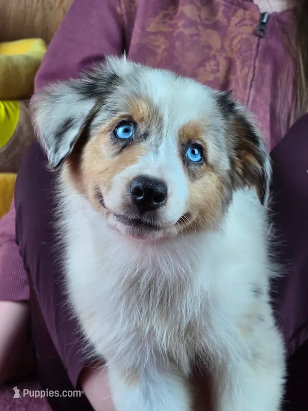 Angel 💖 Blue Eyes ⭐ AKC