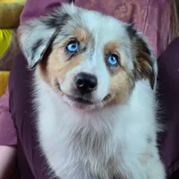 Angel 💖 Blue Eyes ⭐ AKC, a female Australian Shepherd for sale in Jacksonville, FL – Photo 1 of 10