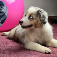 Angel 💖 Blue Eyes ⭐ AKC, a female Australian Shepherd for sale in Jacksonville, FL – Photo 8 of 10
