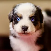 Jelly 💖 AKC Blue-Eyed Tri-Color ⭐️, a male Australian Shepherd for sale in Jacksonville, FL – 3 of 7
