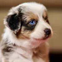 BlueBoy 💖 AKC Blue-Eyed, Blue Merle Tri-Color ⭐️, a male Australian Shepherd for sale in Jacksonville, FL – 1 of 5