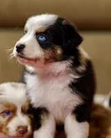 Jelly 💖 AKC Blue-Eyed Tri-Color ⭐️, a male Australian Shepherd for sale in Jacksonville, FL – 5 of 7